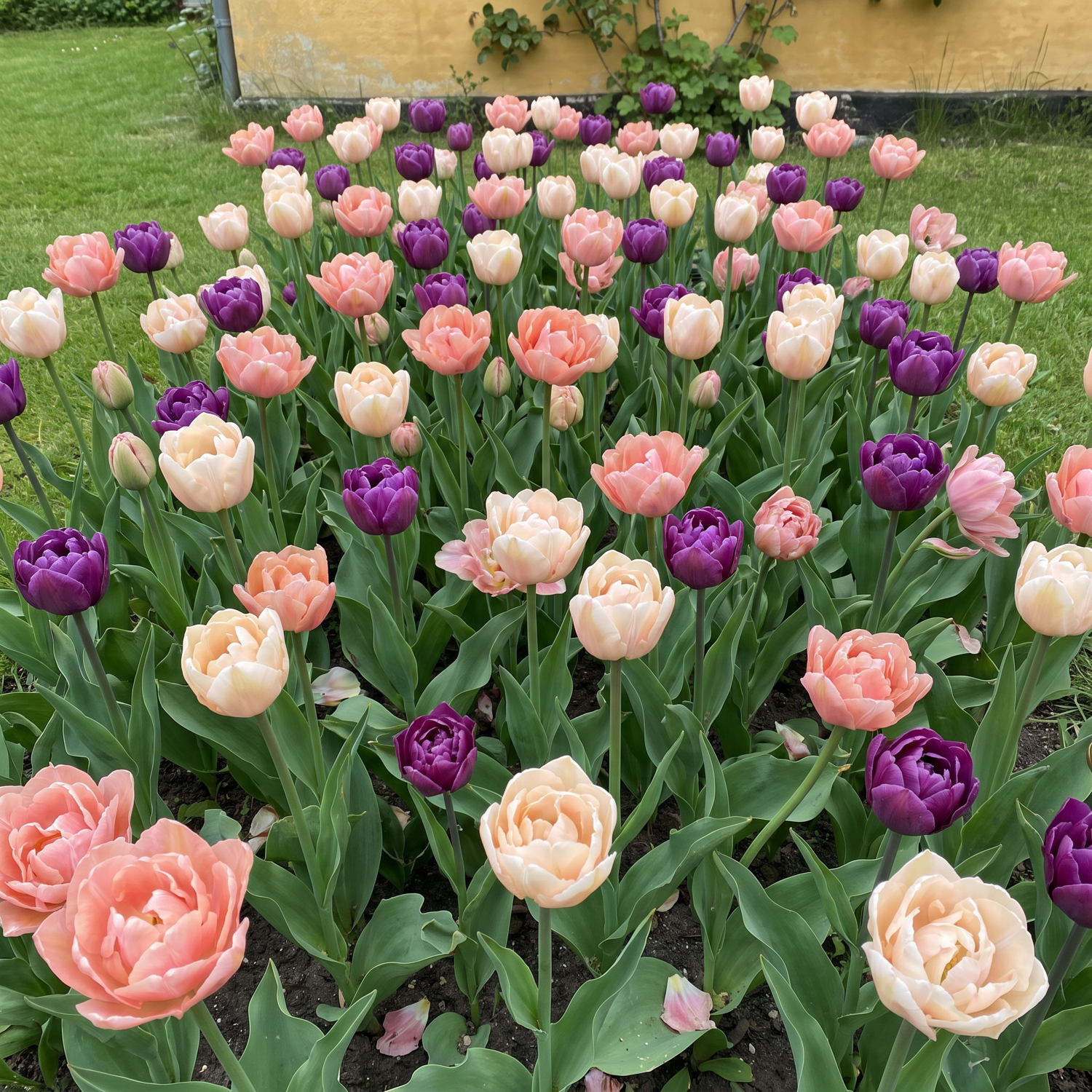Færdigbed 'Petticoat' (1 m²)
